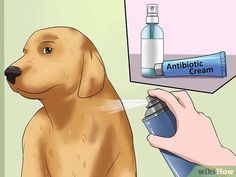 a dog getting its hair brushed with an antibiotic cream