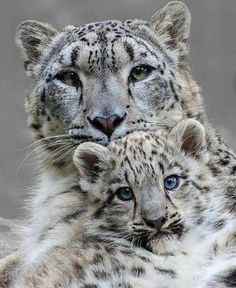 two snow leopards are laying down together