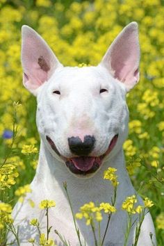 a white dog sitting in a field of yellow flowers