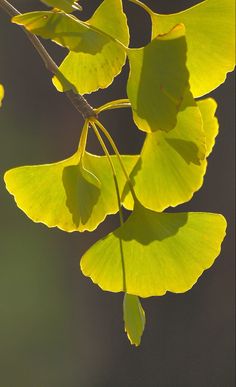 the back side of a leafy tree branch with yellow leaves on it's branches