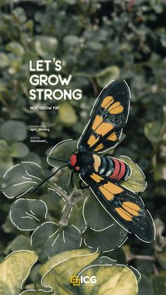 a butterfly sitting on top of a green leaf covered plant with the words let's grow strong