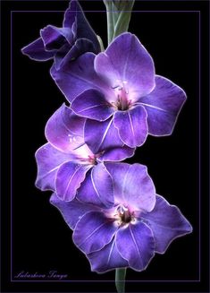 three purple flowers with water droplets on them in front of a black background and the words,