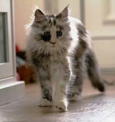 a grey and white cat walking on the floor next to a glass door with light coming through it