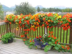 several potted flowers on a wooden deck