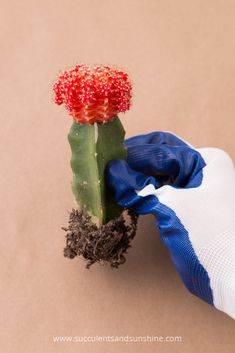 a small red flower sitting on top of a piece of paper next to a glove