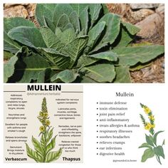 an image of mullein plant information poster