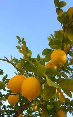 several lemons growing on the branches of a tree with blue sky in the background