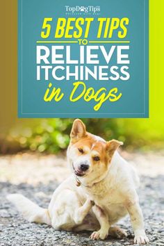 a dog sitting on the ground with text overlay that says 5 best tips to believe it