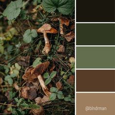 the color palette is green, brown and white with some mushrooms on it's side