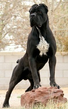 a large black dog standing on top of a rock