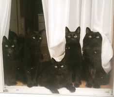 five black cats are sitting in the window sill and looking at the camera man