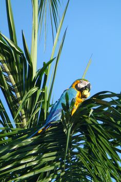 a blue and yellow parrot sitting on top of a green palm tree next to leaves