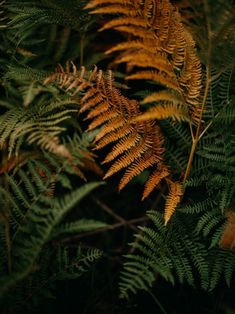 close up view of green and yellow leaves