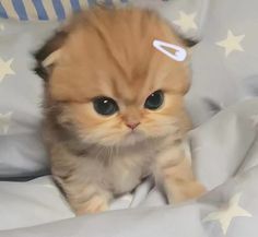 a small orange kitten sitting on top of a bed