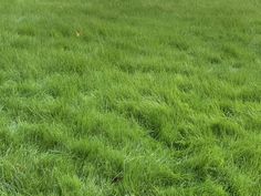 an open field with green grass in the foreground and a small red object in the distance