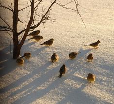 several birds are standing in the snow next to a tree