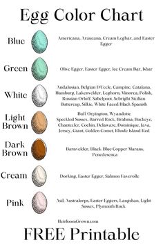 an egg color chart with the names and colors for each egg, including blue, green,