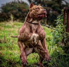 a brown dog standing on top of a lush green field