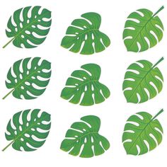 green leaves are arranged in the shape of different shapes and sizes on a white background