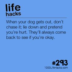 1000 Lifehacks, Start Living Life, Oh Honey, 1000 Life Hacks, Dog Hacks, Pet Hacks, Simple Life Hacks, Diy Life Hacks, Diy Life