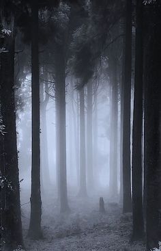 black and white photograph of fog in the woods