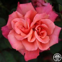 a pink rose with green leaves in the background