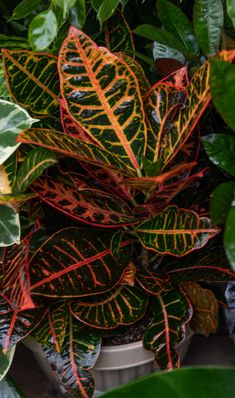 a potted plant with red and green leaves