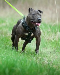 a brown dog is standing in the grass