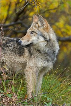 a wolf standing in the grass looking at something