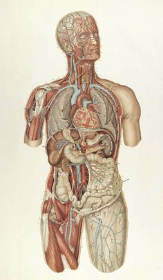 an image of the human body with organs and blood vessels in its chest, including the upper part of the torso