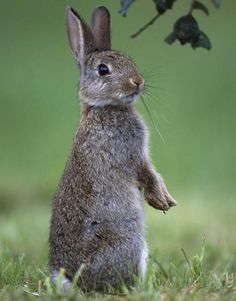 a brown rabbit sitting on its hind legs