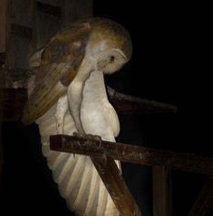 an owl sitting on top of a wooden post in the dark with it's wings spread