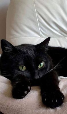 a black cat laying on top of a white couch