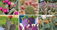 several different types of cactus plants in various stages of blooming, from pink to green