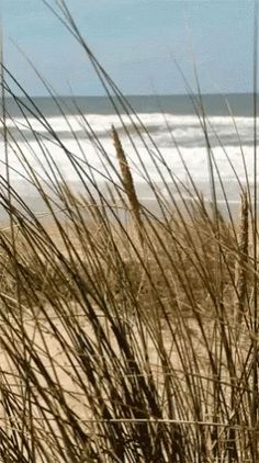 some tall grass on the beach by the water