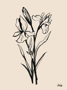 an ink drawing of some flowers on a white background with the words iris written below it