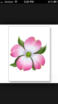 a flower with pink and white petals on it's back side, in the middle of