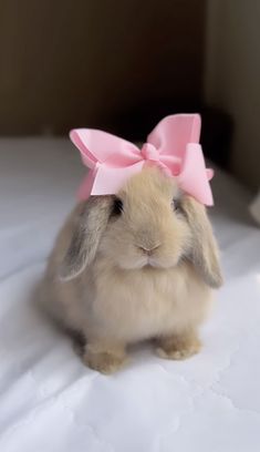 a small rabbit with a pink bow on its head sitting on a bed in a room