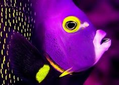 a purple fish with yellow and black stripes