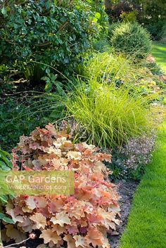 the garden is full of colorful plants and flowers, including grass in the foreground