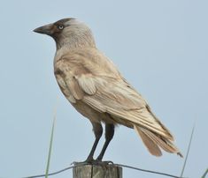 a bird sitting on top of a wooden post