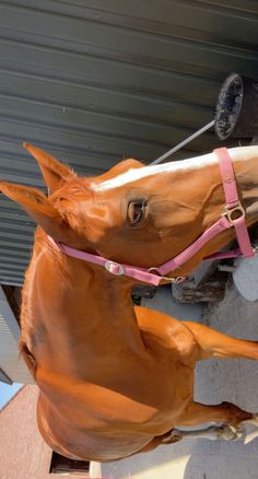 a brown horse standing on its hind legs