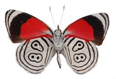 a close up of a butterfly with red and black markings on it's wings