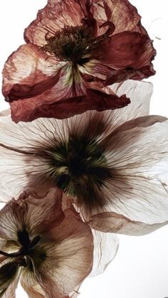 three red and white flowers on a white background