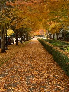 an autumn scene with leaves on the ground and cars parked in the street behind them