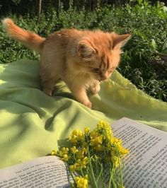 an orange kitten standing on top of a blanket next to yellow flowers and a book