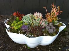 a white planter filled with lots of succulents on top of dirt