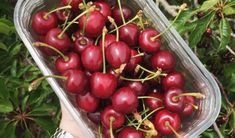 a plastic container filled with red cherries on top of a bushy green tree