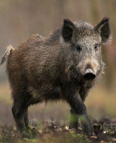 a wild boar is walking through the grass and leaves in front of some trees with no leaves on it