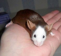 a small brown and white rat sitting on top of someone's hand